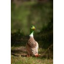 CP stehende Ente