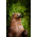 CP kleiner stehender Bär