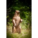 CP kleiner stehender Bär