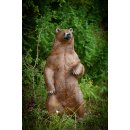 CP kleiner stehender Bär
